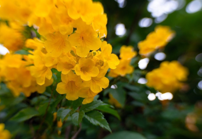 Lensbaby backyard photo